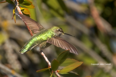 Archilochus-alexandri;Black-chinned-Hummingbird;Flying-Bird;Hummingbird;Photogra